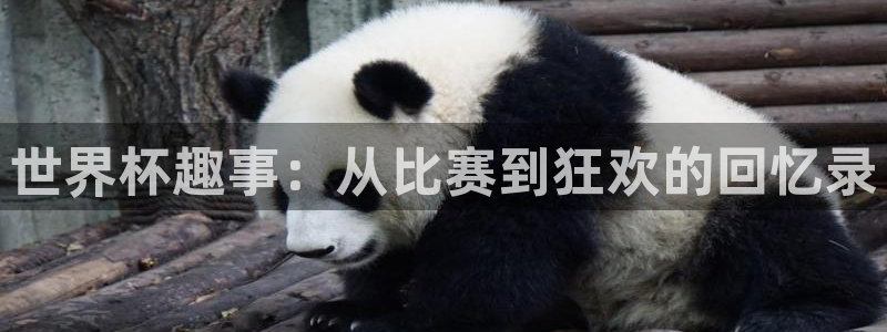 2026世界杯亚洲预选赛赛程：世界杯趣事：从比赛到狂欢的回忆录